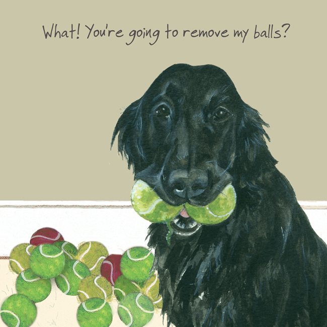 Flat Coated Retriever Greeting Card ? Remove balls.